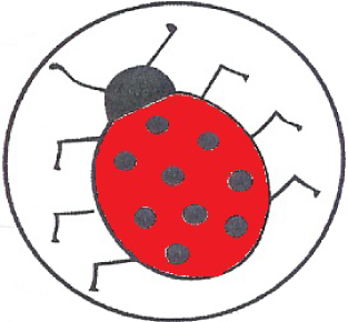 Berušky
